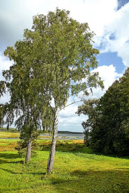 КП Берёзки, фото 5