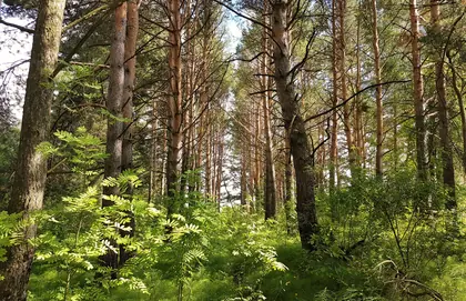 КП Журавлёво-2, фото 4