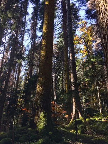 ЖК Сказочный Лес, фото 4