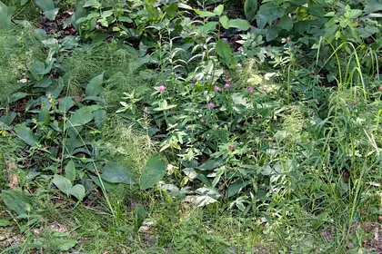 ЖК Клевер, фото 1