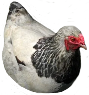 Курица и петух в DayZ