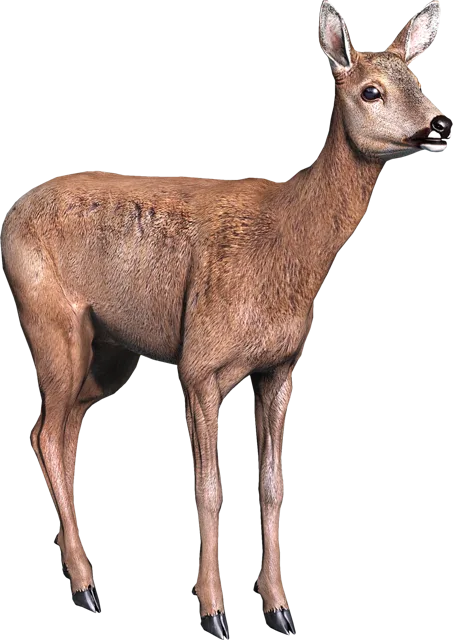 Косуля в DayZ