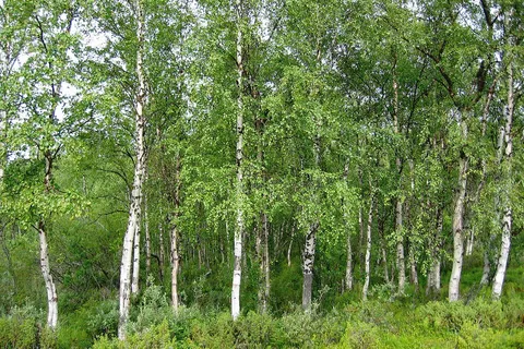 Берёза