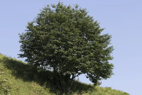 Каштан