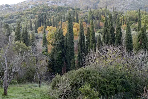 Кипарис