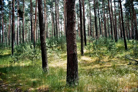 Сосна