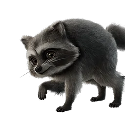 Джимоти