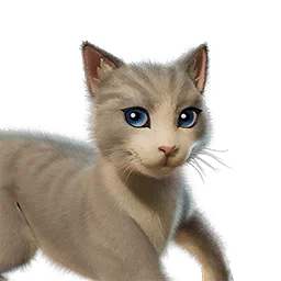 Котя