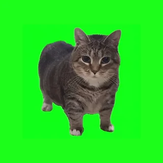 OIIA OIIA (Spinning Cat) — W&W