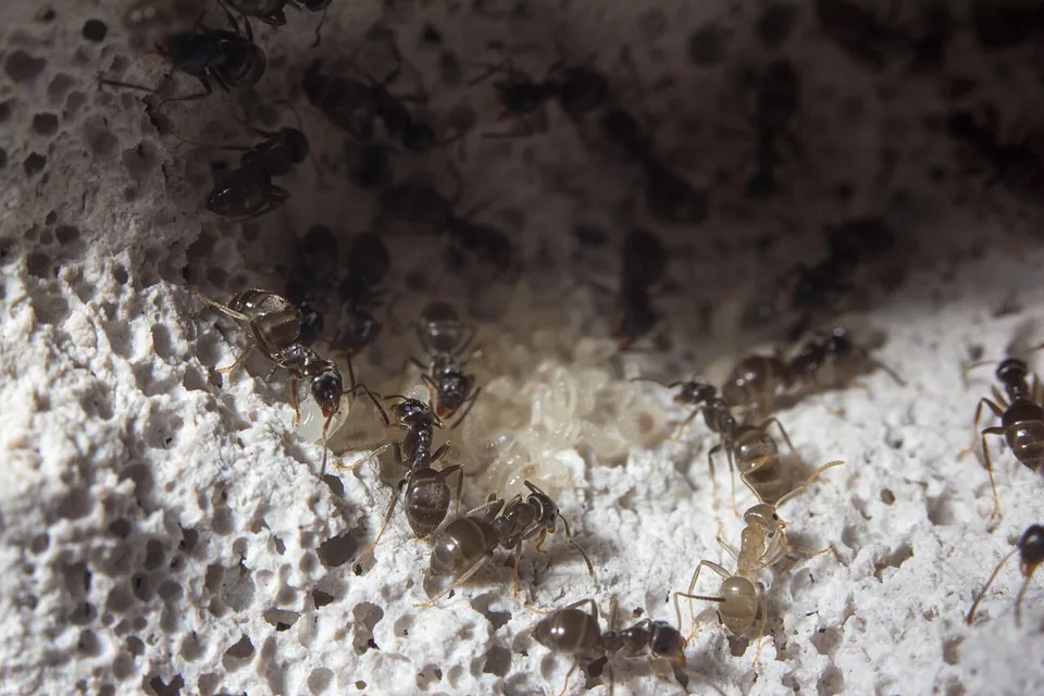 Lasius niger в формикарии