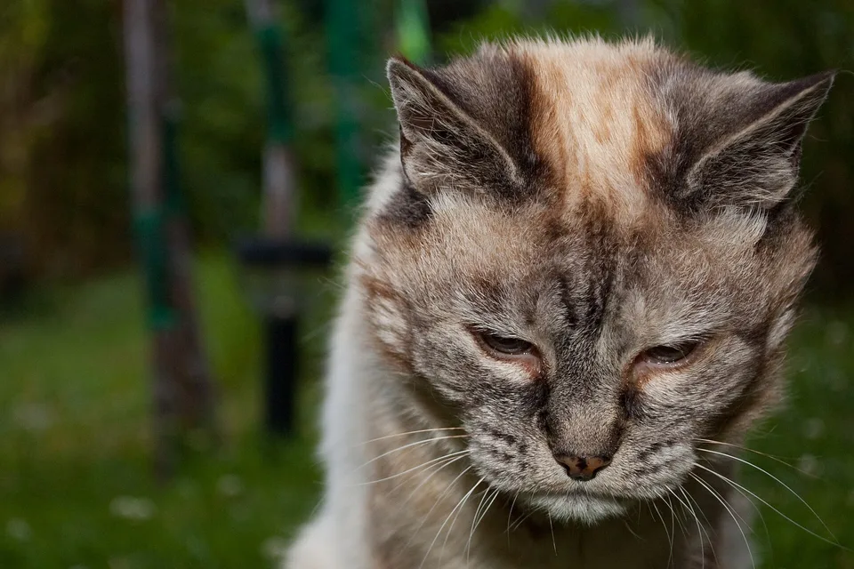 Кошка в двадцать лет
