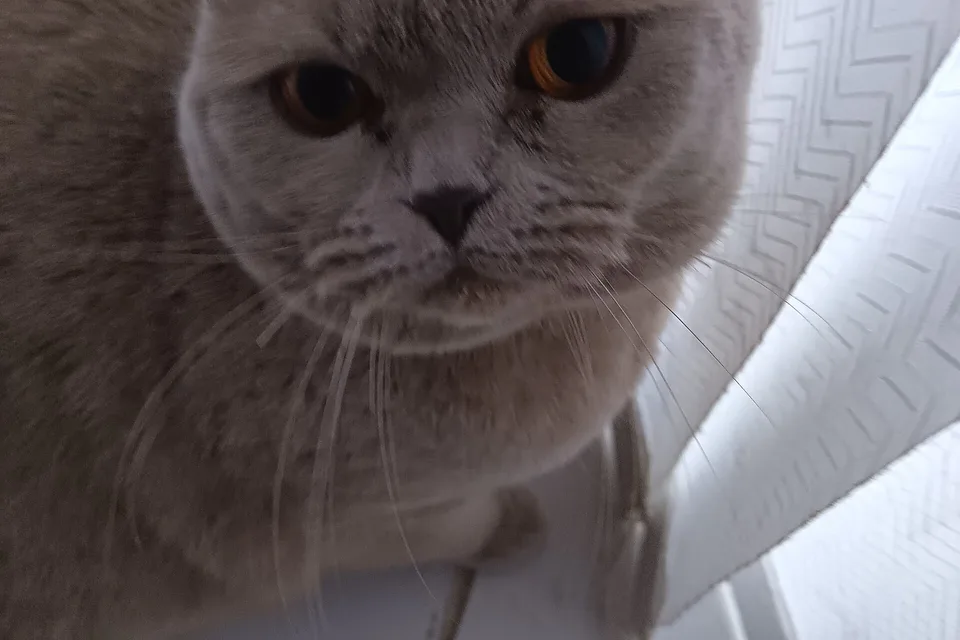 Кот смотрит в камеру