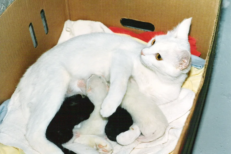 Кошка кормит новорождённых котят в коробке