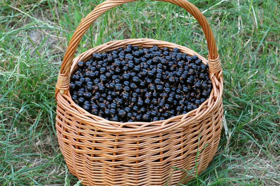 Чёрная смородина