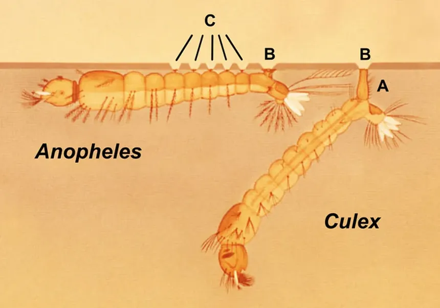 Личинки Anopheles и Culex у поверхности воды