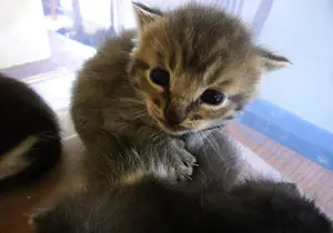 Котёнок