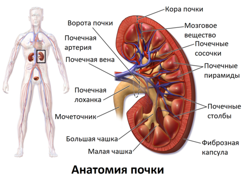 Почки