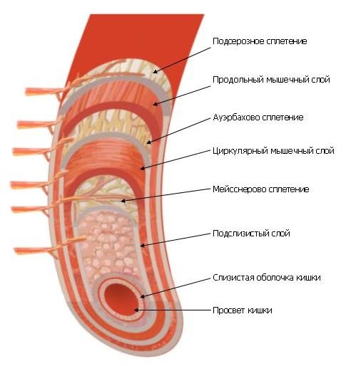 Тонкая кишка