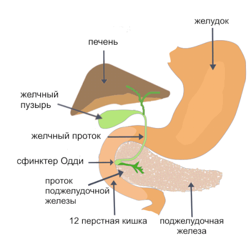 Поджелудочная железа