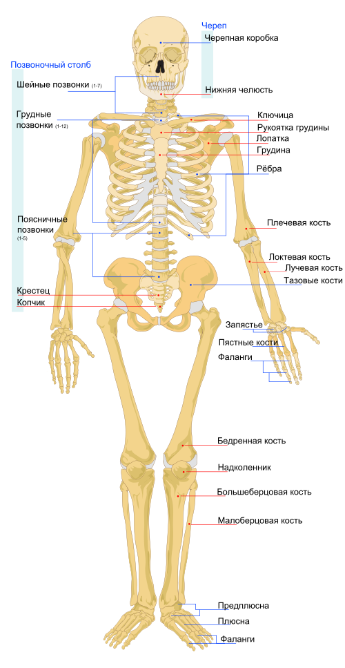 Скелет