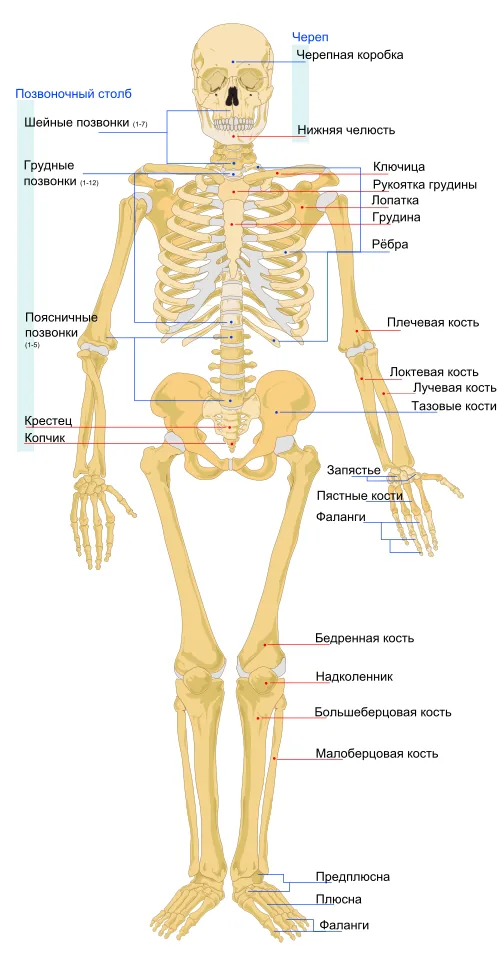 Скелет