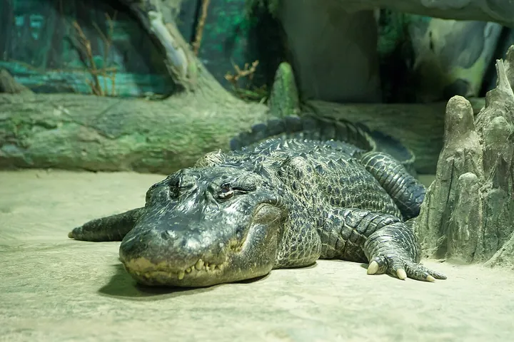 Аллигатор