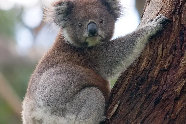 Коала