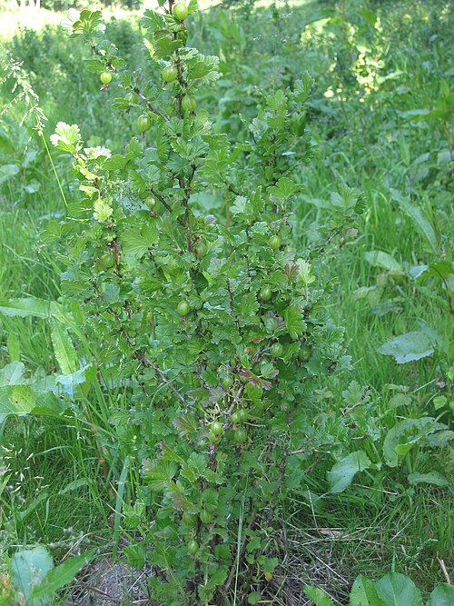 Крыжовник
