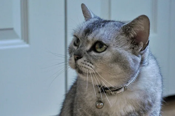 Американская короткошёрстная