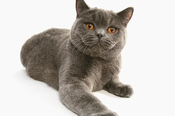 Британская короткошёрстная