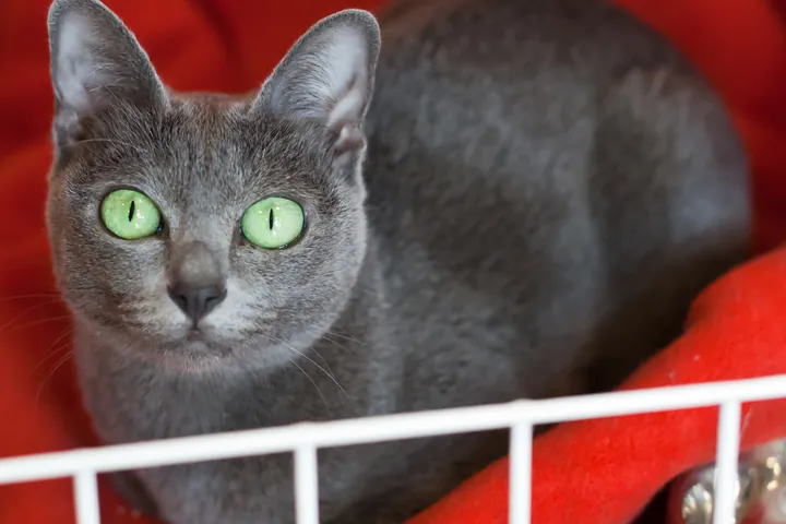 Корат