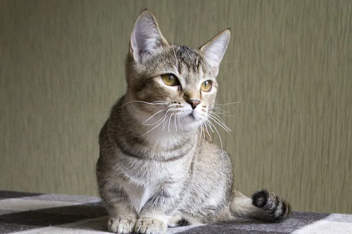Манчкин