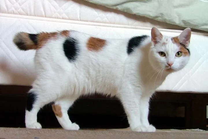 Мэнкс