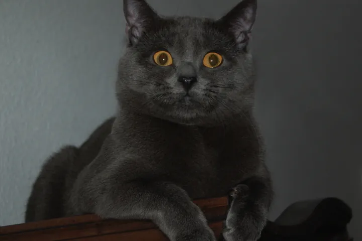 Шартрез