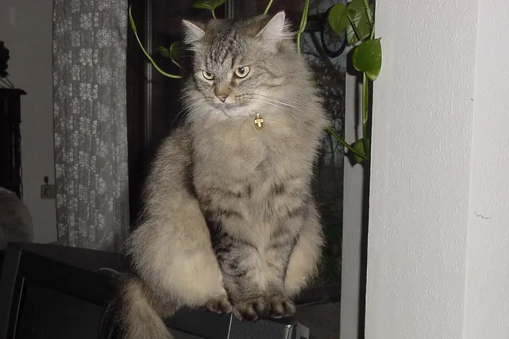 Сибирская