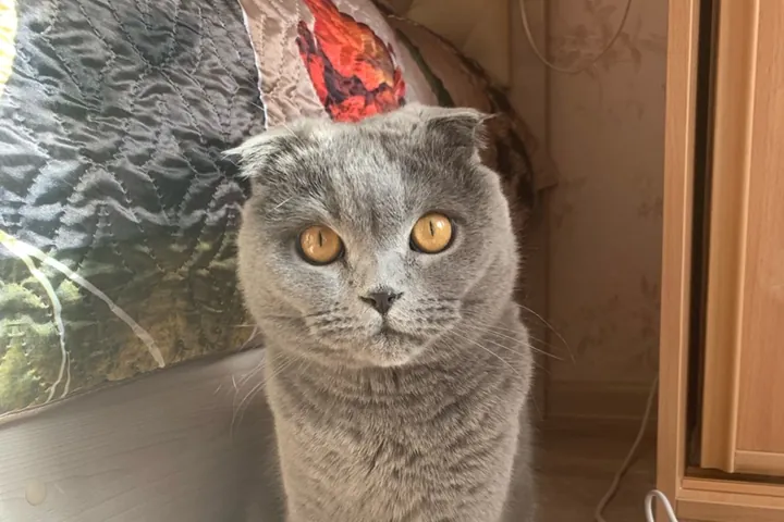 Скоттиш-страйт