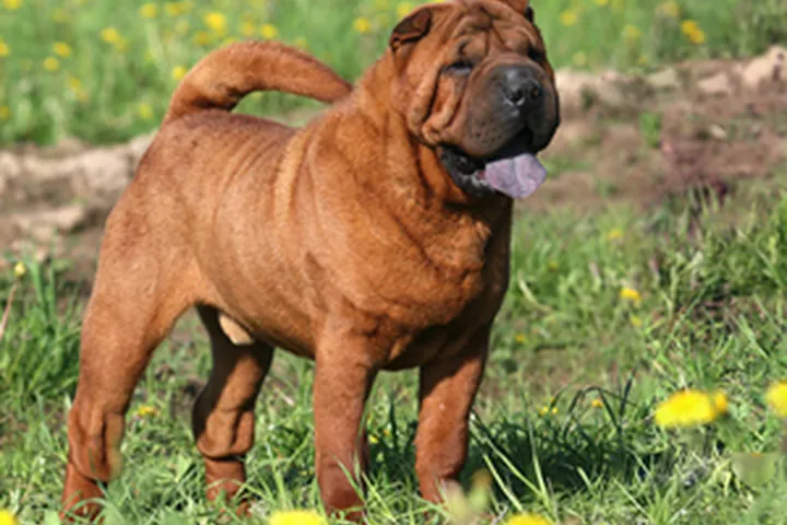 Шарпей