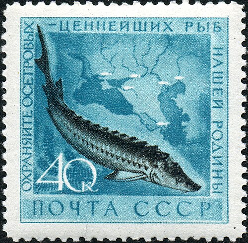 Осётр