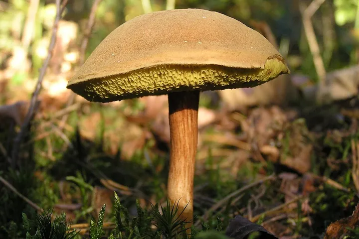 Моховик
