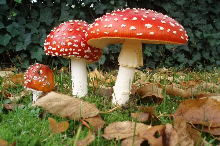 Мухомор красный