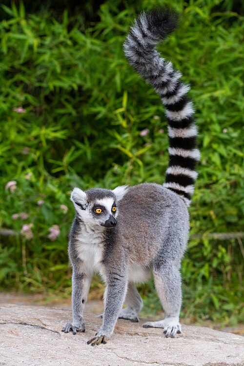 Кошачий лемур