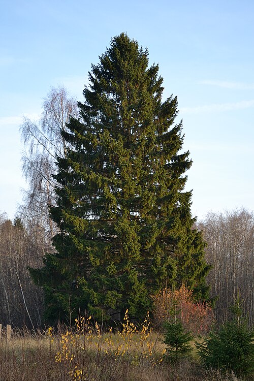 Ель