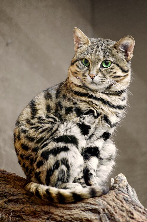 Чёрноногая кошка