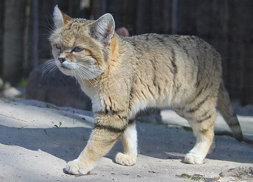 Барханная кошка