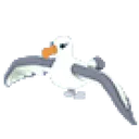 Albatross