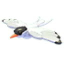 Arctic Tern