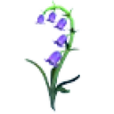 Bluebell Flower
