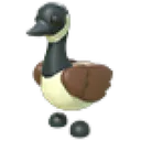 Canadian Goose