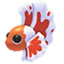 Orange Betta Fish