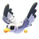 Seagull